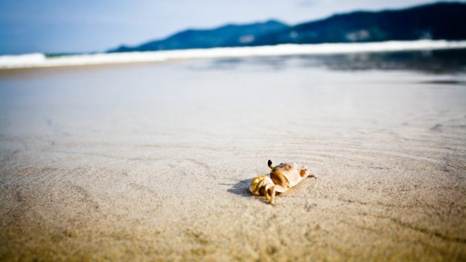 Small crab on sand beach by dtopkin1 (Unsplash.com)